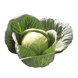 Vishwadeep Cabbage From Known You Seed (India)-KYI